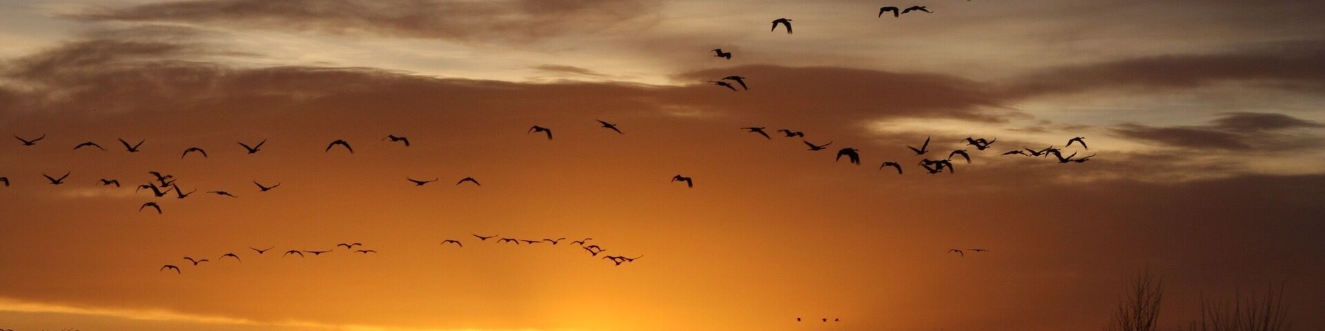 If you ever get the chance to see the Great Sandhill Crane migration it is just incredible to see and hear ( especially hear) these birds coming in for a landing. This was in Alamosa, CO as the sun was coming up to the east.
