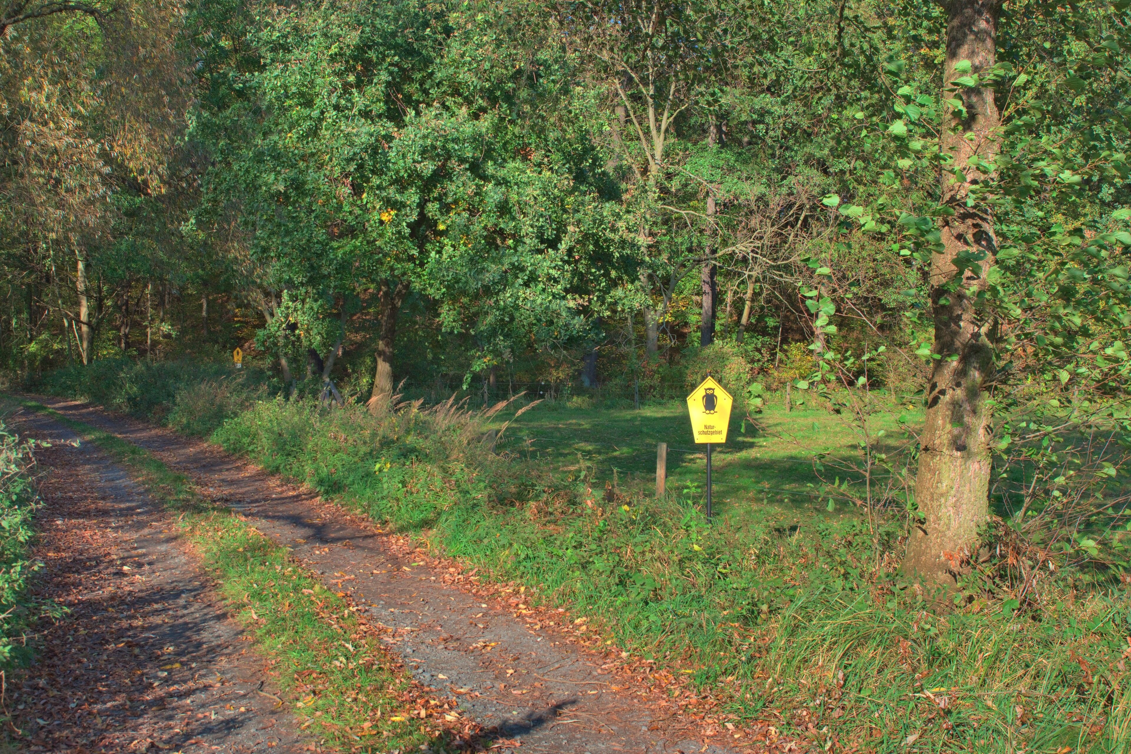 A forested path with a yellow sign, surrounded by dense trees and greenery.
