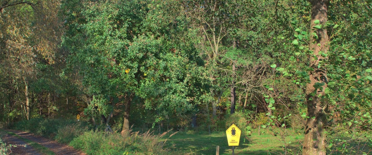 A forested path with a yellow sign, surrounded by dense trees and greenery.