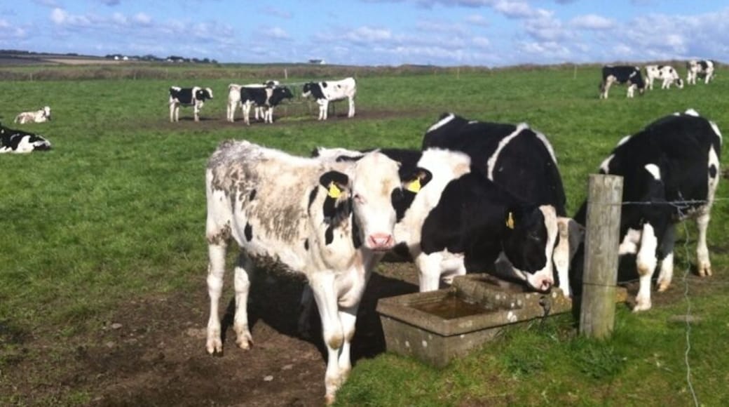 Ballycotton cliff walk