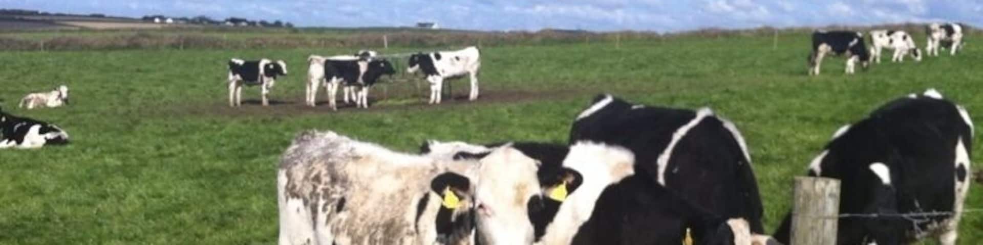 Ballycotton cliff walk
