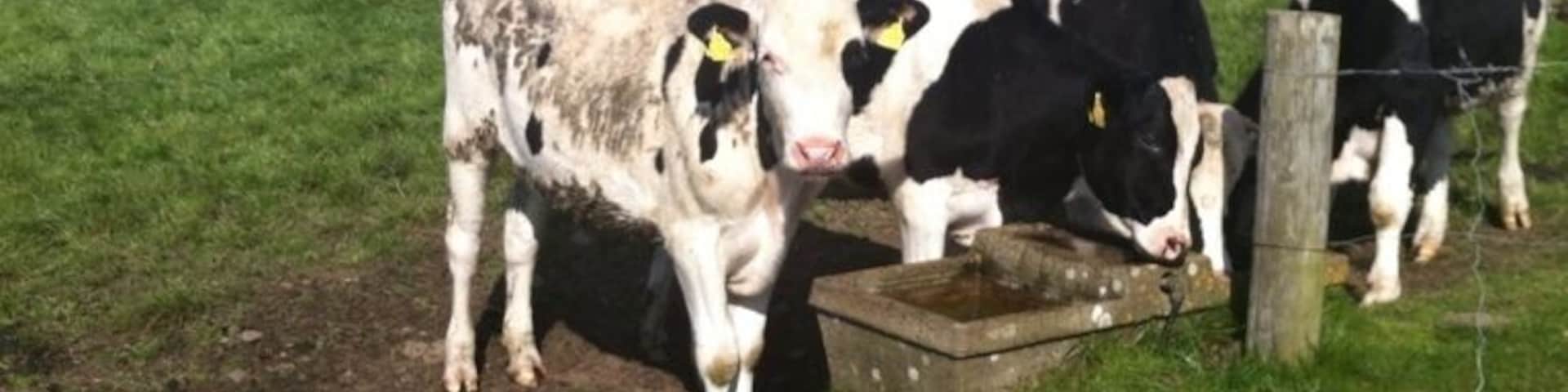 Ballycotton cliff walk