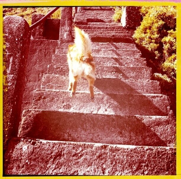 A steep stairway leading up and down to/ from the cliff walk in Ballycotton