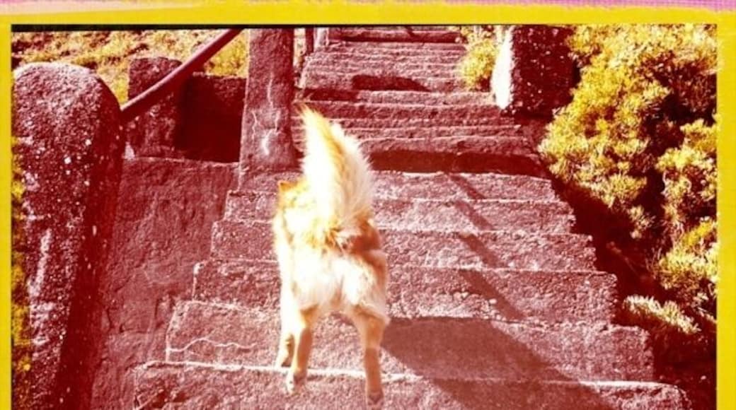 A steep stairway leading up and down to/ from the cliff walk in Ballycotton