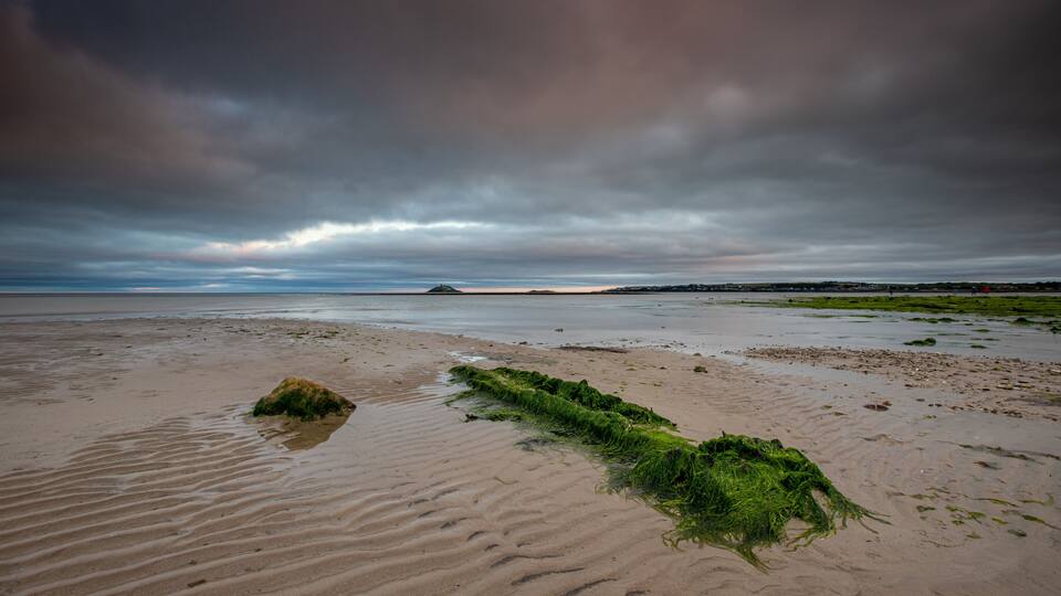 A beach with sand, seaweed, and a distant island.
