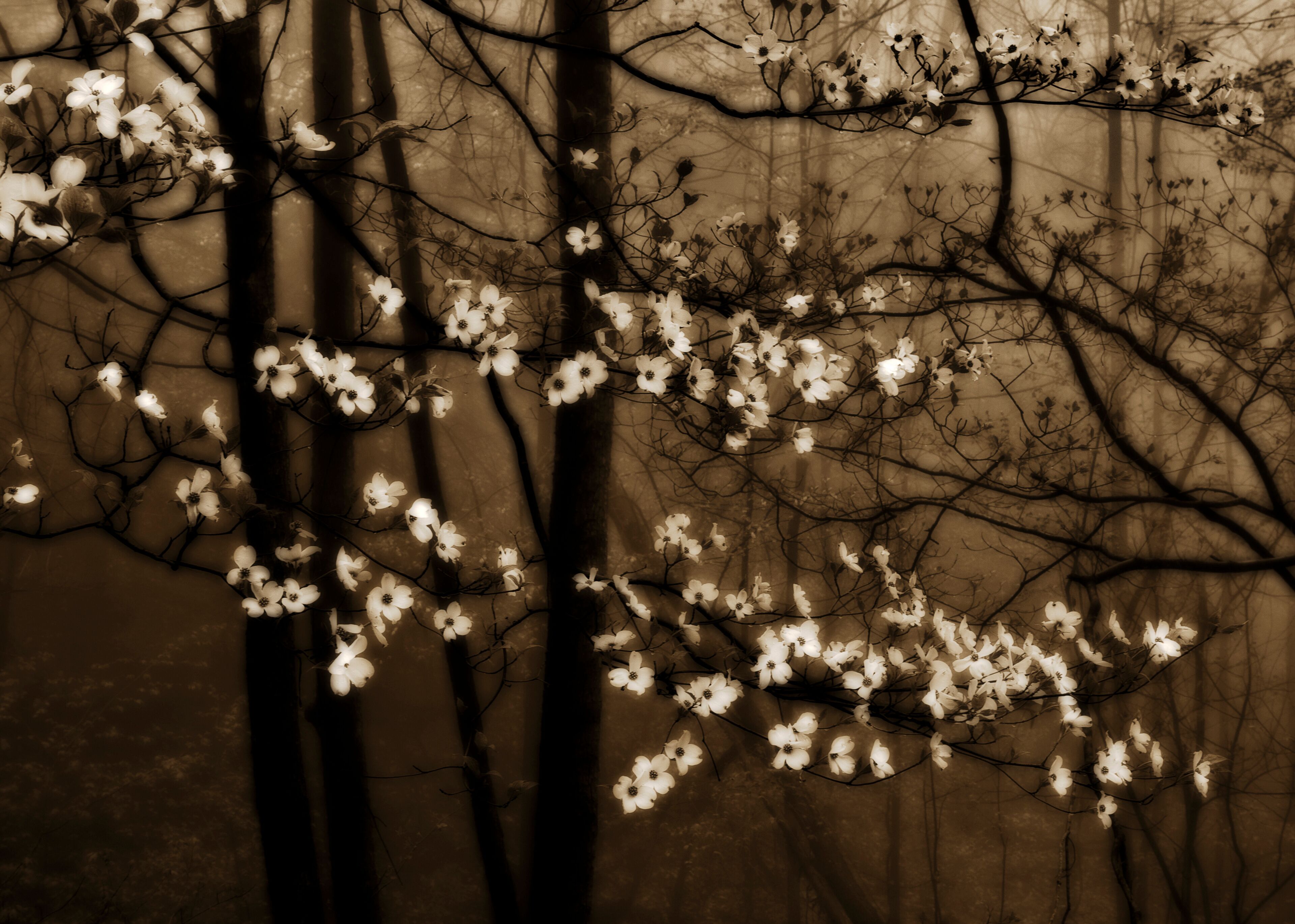 Vista en tonos sepia de un árbol con flores blancas sobre un fondo texturizado.