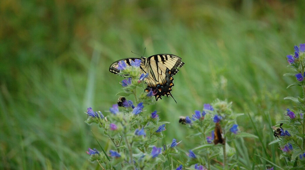 Butterflies I believe Summer 2008...Love this shot...