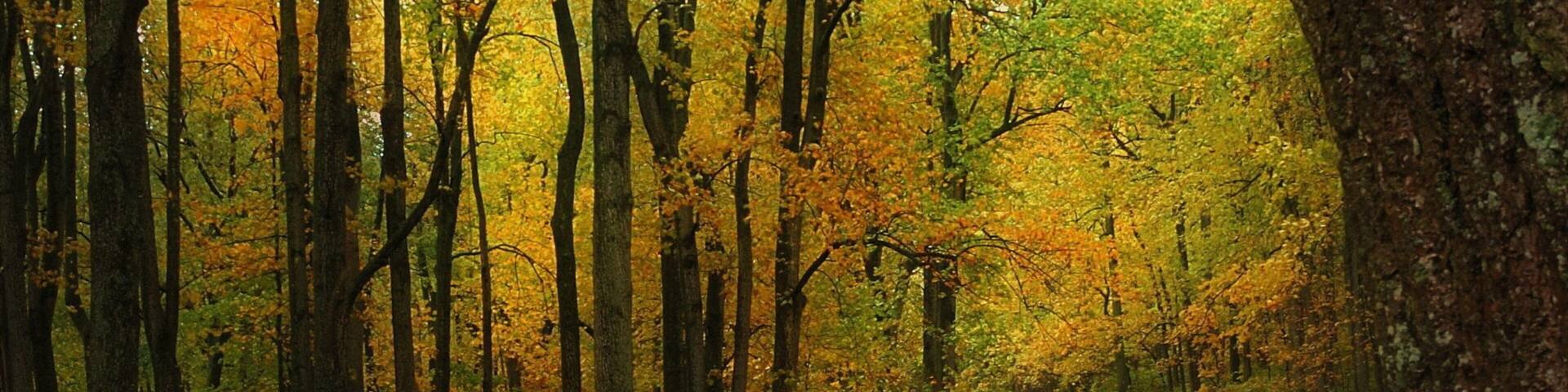 Luray featuring forest scenes and autumn leaves