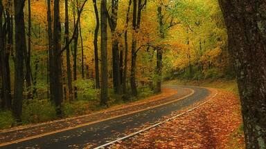 Luray featuring forest scenes and autumn leaves