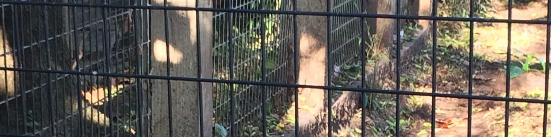 The beautiful tiger at the Luray Rescue Zoo. This zoo holds animals that are unable to be cared for any more or should never have become House pets to begin with. The man that owns the place was born and raised in an animal loving family and his respect and love for the animals show through his interactions and knowledge. You can schedule a behind the scenes tour of the zoo if you call ahead. During this tour I was able to pet a porcupine, feeds goats, feed bananas to a lemur, and feed the tiger pictured. An amazing zoo with an amazing story #lurayzoo #rescuezoo