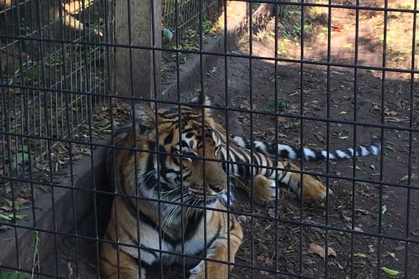 The beautiful tiger at the Luray Rescue Zoo. This zoo holds animals that are unable to be cared for any more or should never have become House pets to begin with. The man that owns the place was born and raised in an animal loving family and his respect and love for the animals show through his interactions and knowledge. You can schedule a behind the scenes tour of the zoo if you call ahead. During this tour I was able to pet a porcupine, feeds goats, feed bananas to a lemur, and feed the tiger pictured. An amazing zoo with an amazing story #lurayzoo #rescuezoo