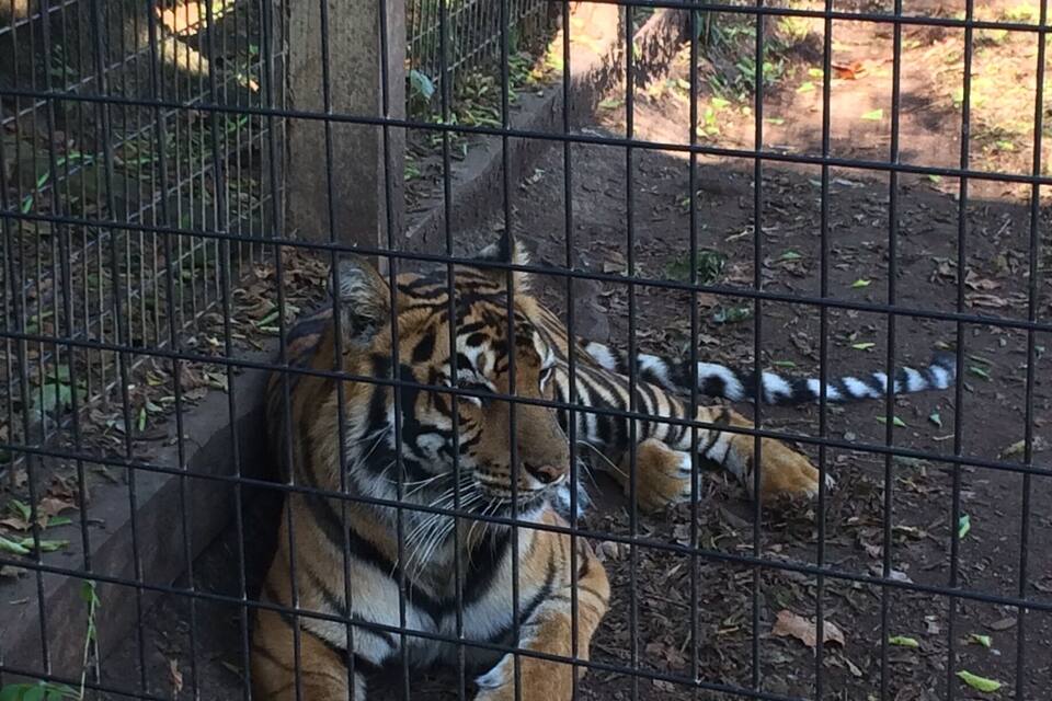 Un tigre en un recinto de zoológico con una cerca de metal, rodeado de tierra y vegetación escasa.