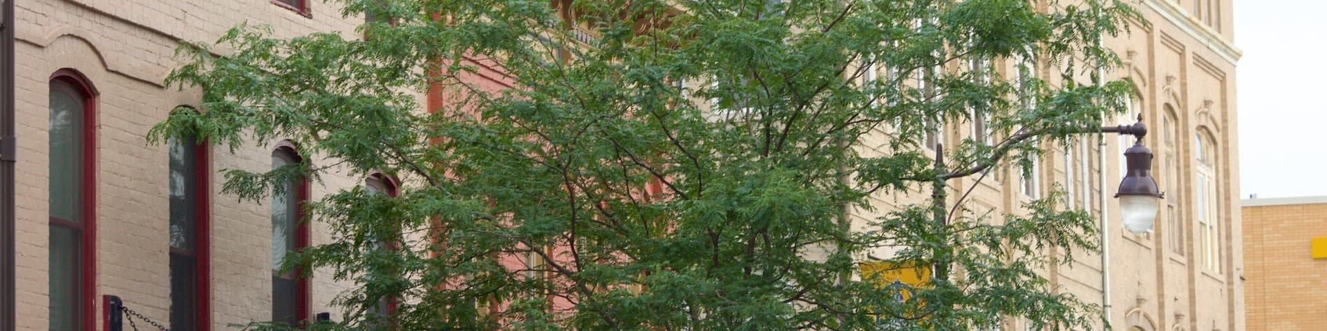 Harrisonburg showing a city and heritage elements