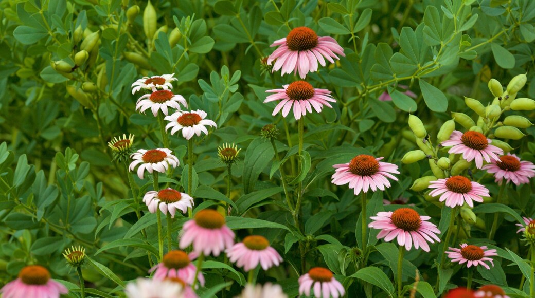 Harrisonburg which includes flowers