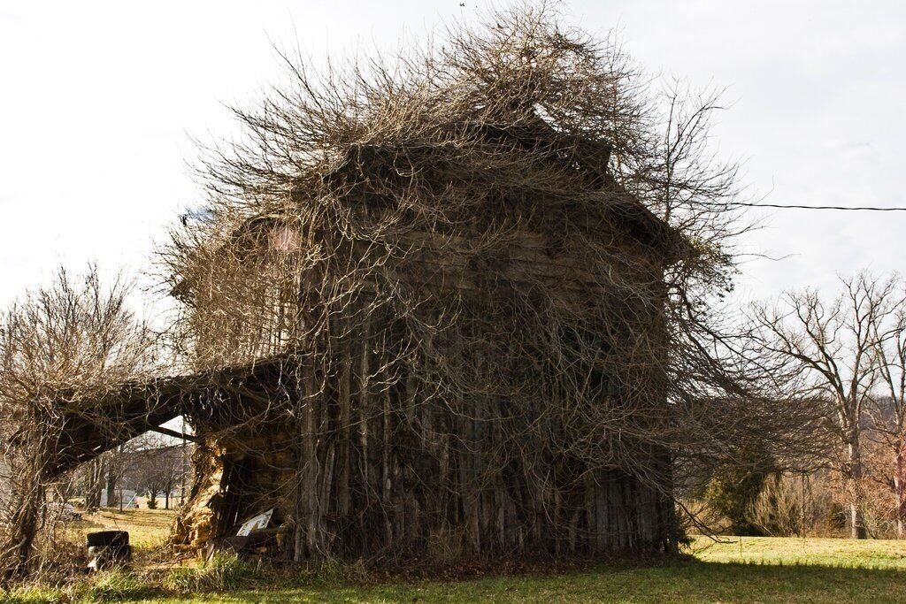 Old tobacco barn 