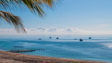 Uma praia com uma palmeira, um cais e vários barcos na água.
