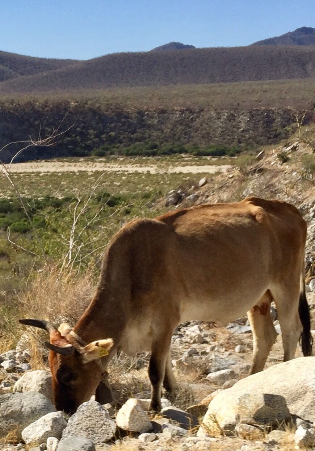 Roadside assistance... keep an eye out for the cows and goats!

#bajacalifornia

(Feb 2017)