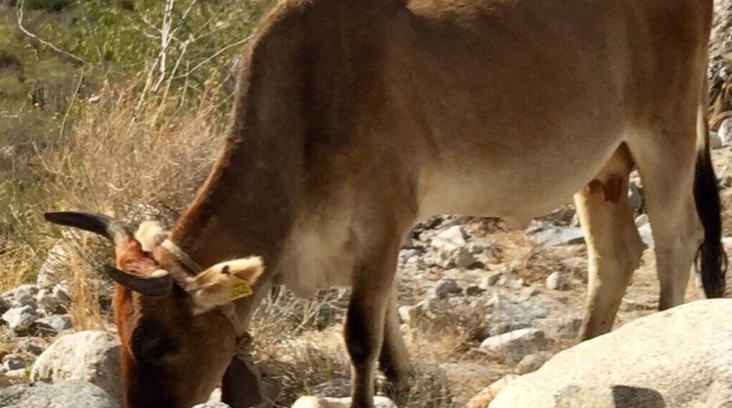 Roadside assistance... keep an eye out for the cows and goats!
#bajacalifornia
(Feb 2017)
