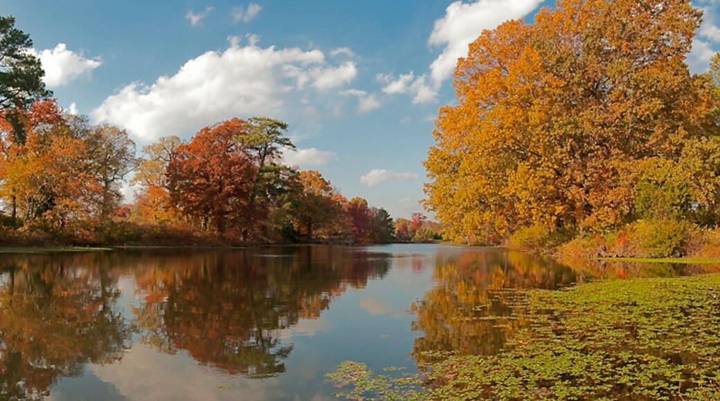 Newport News som visar en sjö eller ett vattenhål och höstlöv