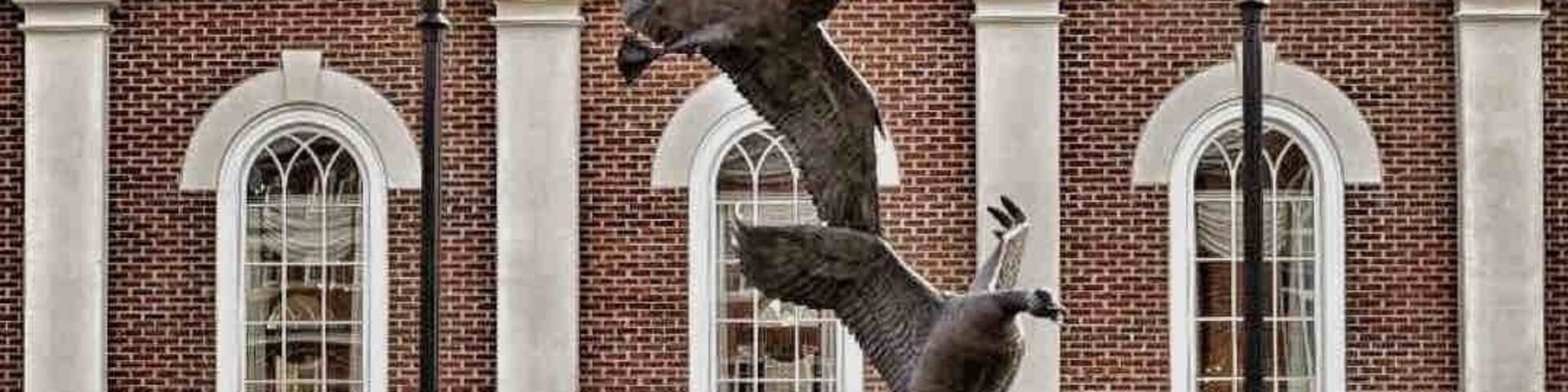 Soar 🦅 #LivingAWanderfulLife