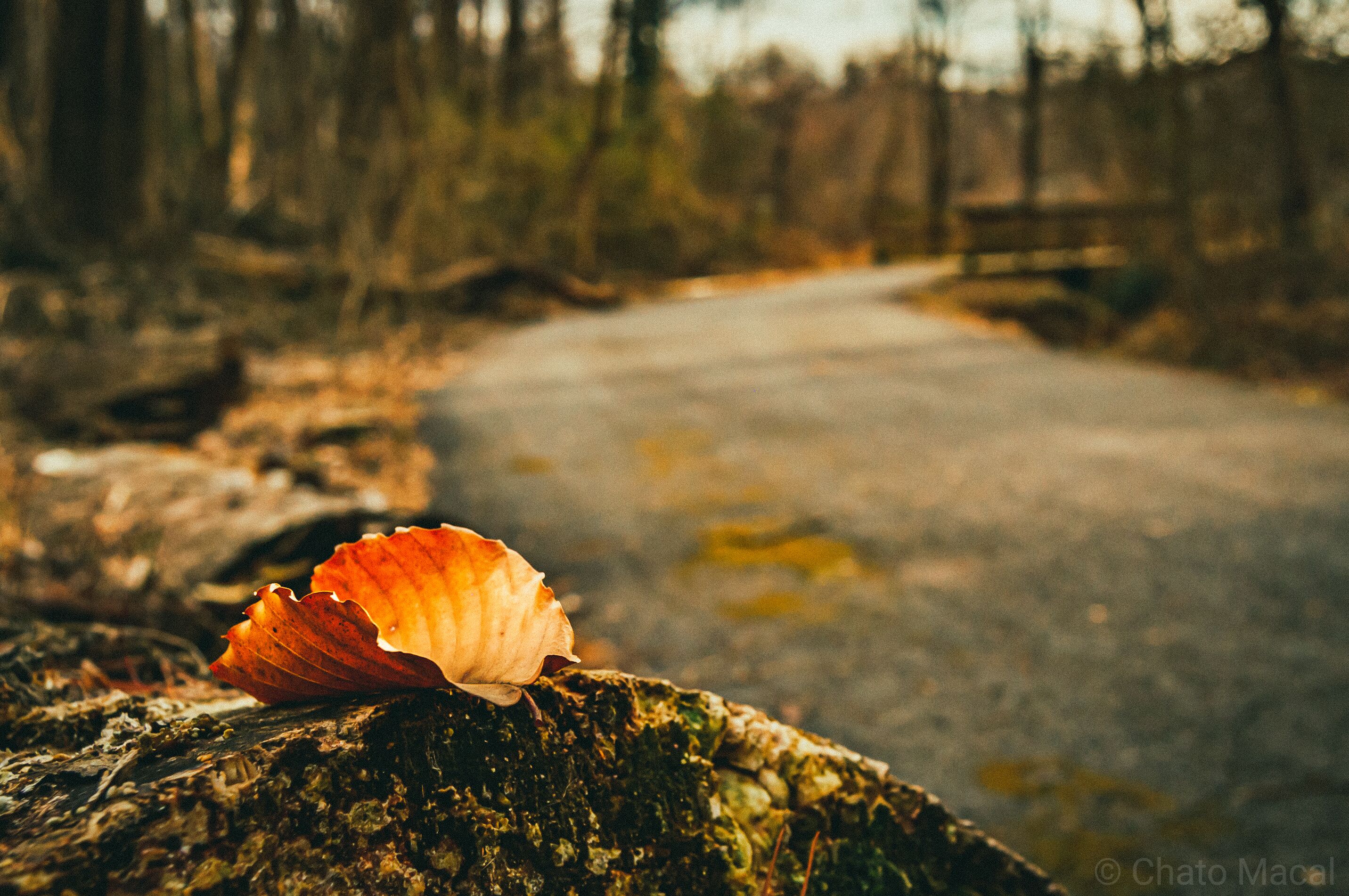 Decaying Leaf
#Nature
#Tranquility