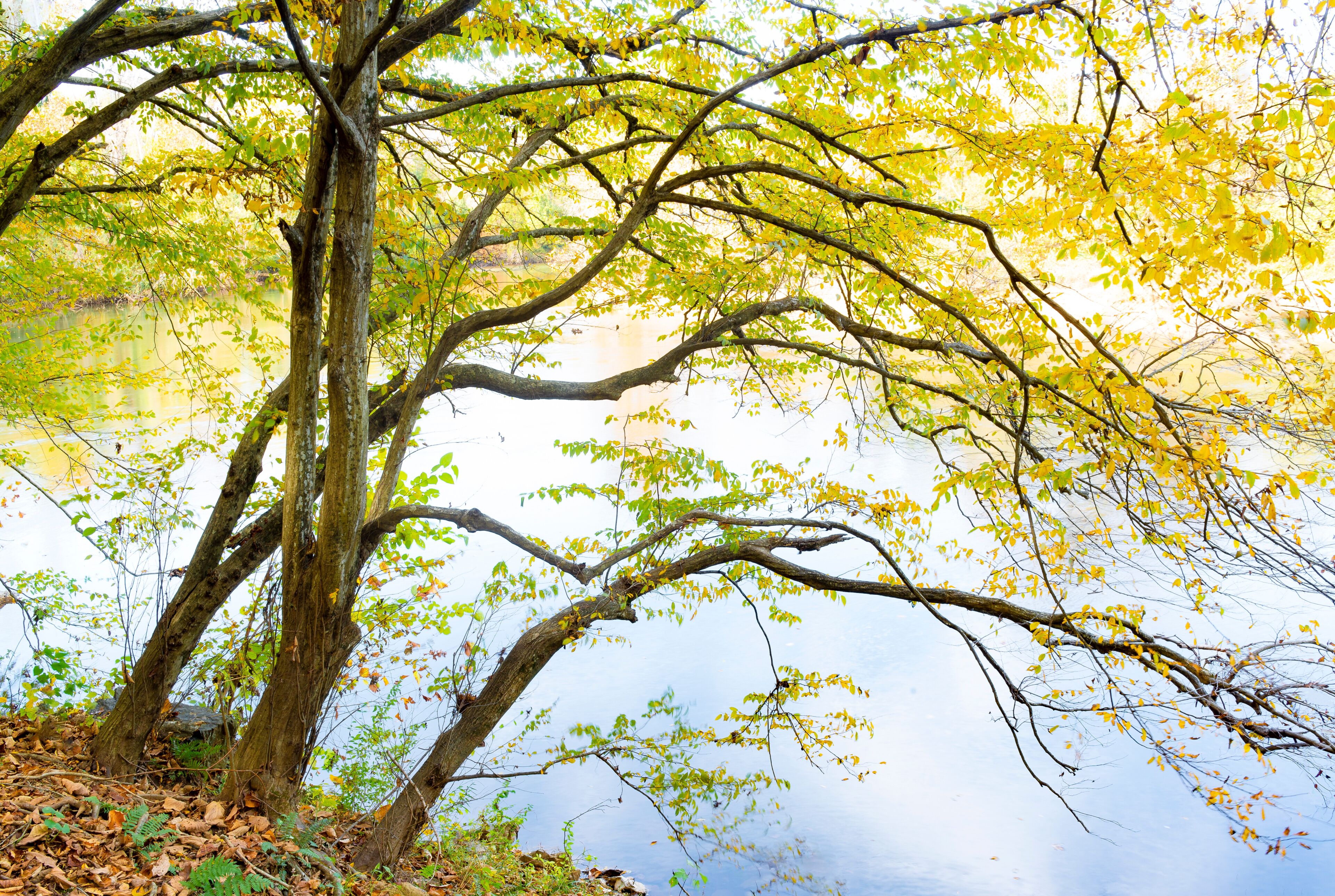 Un árbol con hojas amarillas junto a un cuerpo de agua tranquilo.