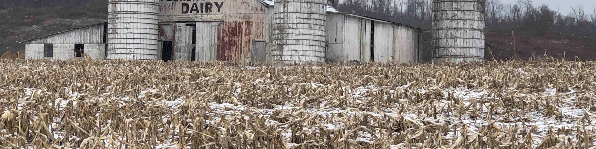Old dairy barn out Lost Pavement Rd