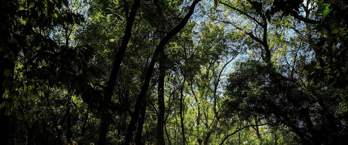 A forested park with a dirt path and people walking.