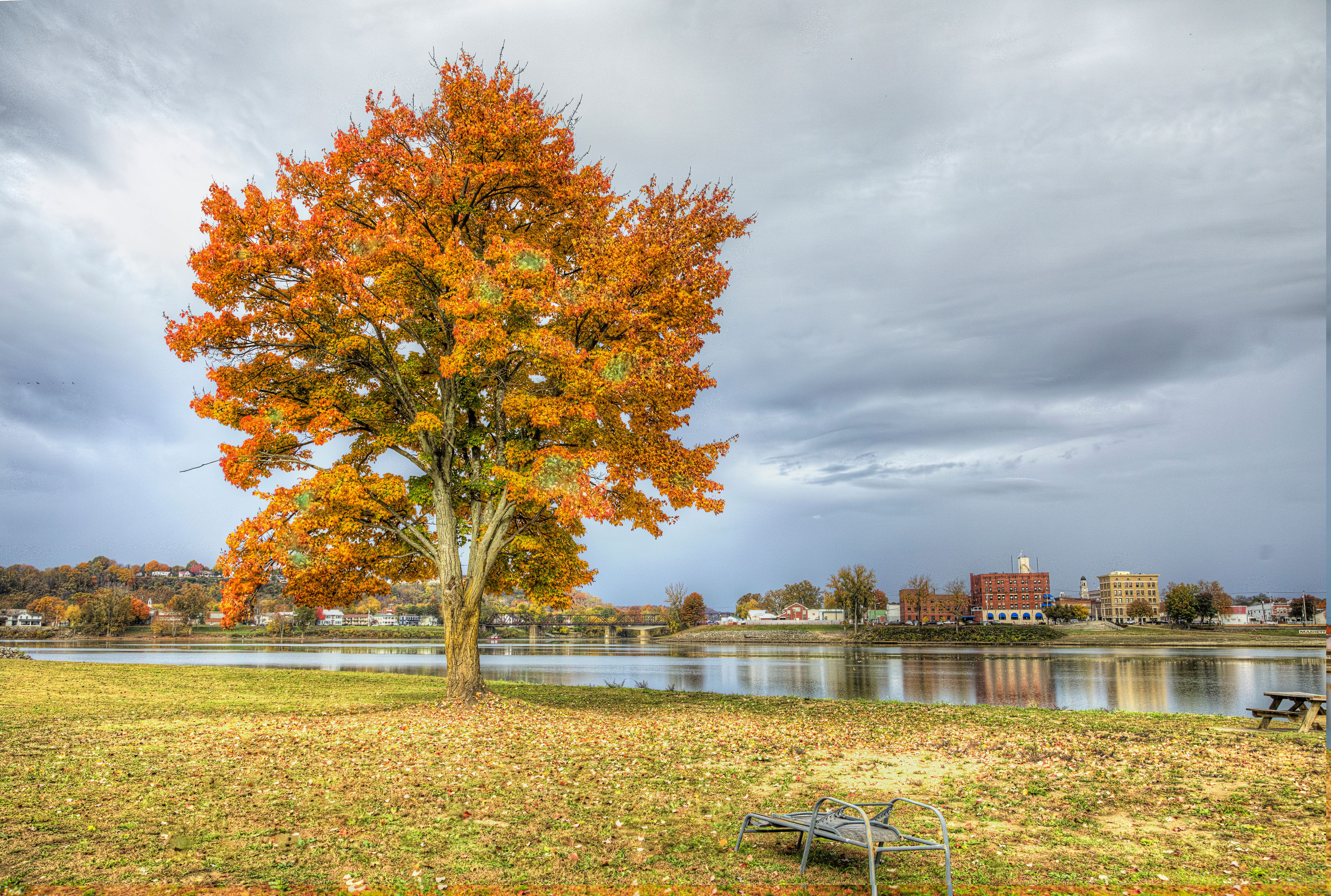 A large tree with autumn leaves, a body of water, and buildings in the background.