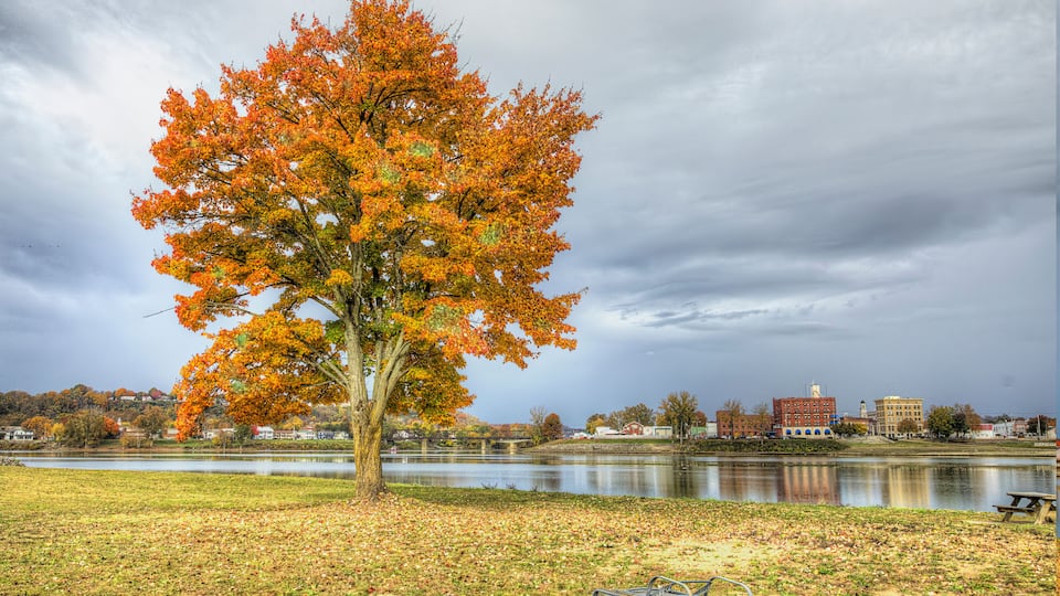A large tree with autumn leaves, a body of water, and buildings in the background.