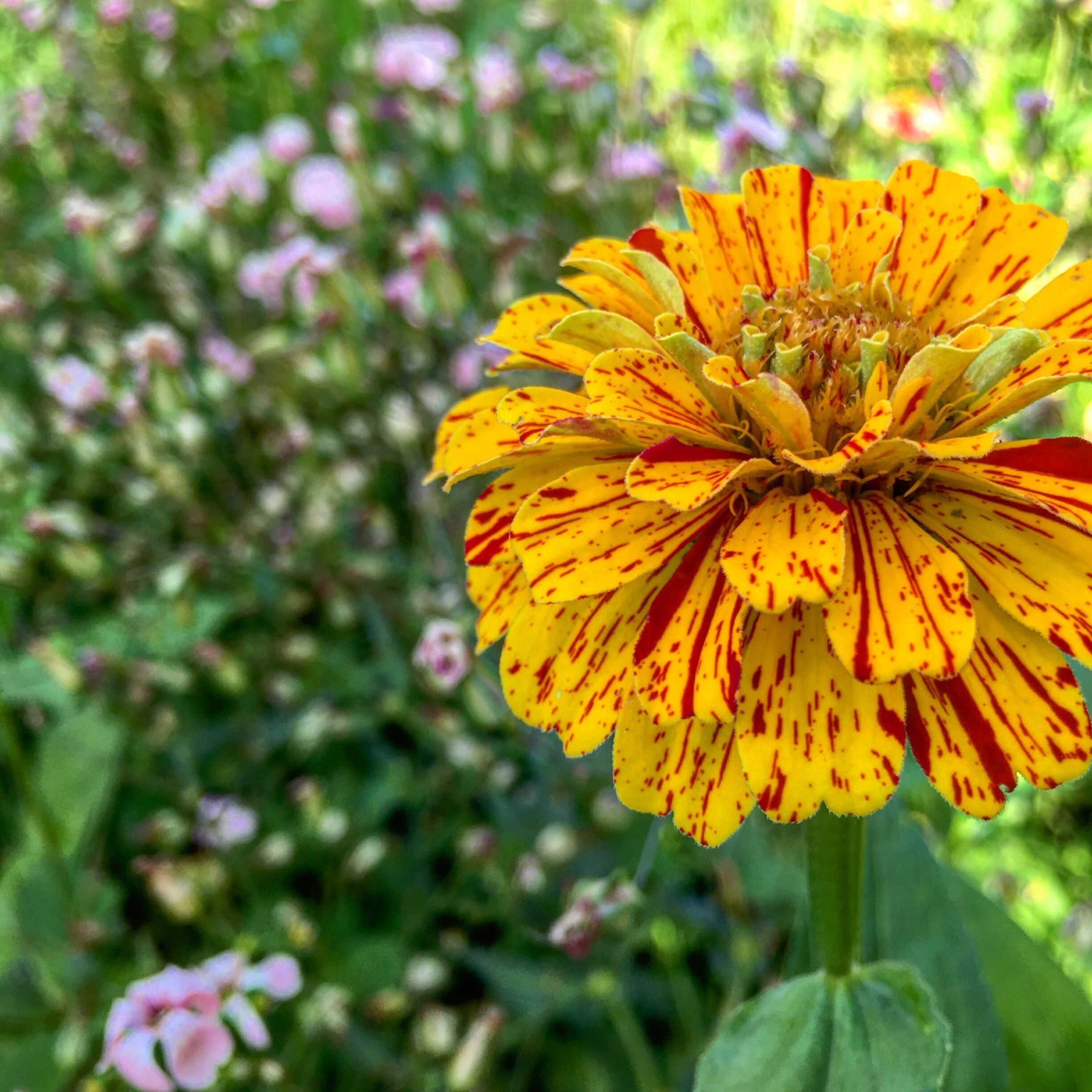 You belong among the Wildflowers 