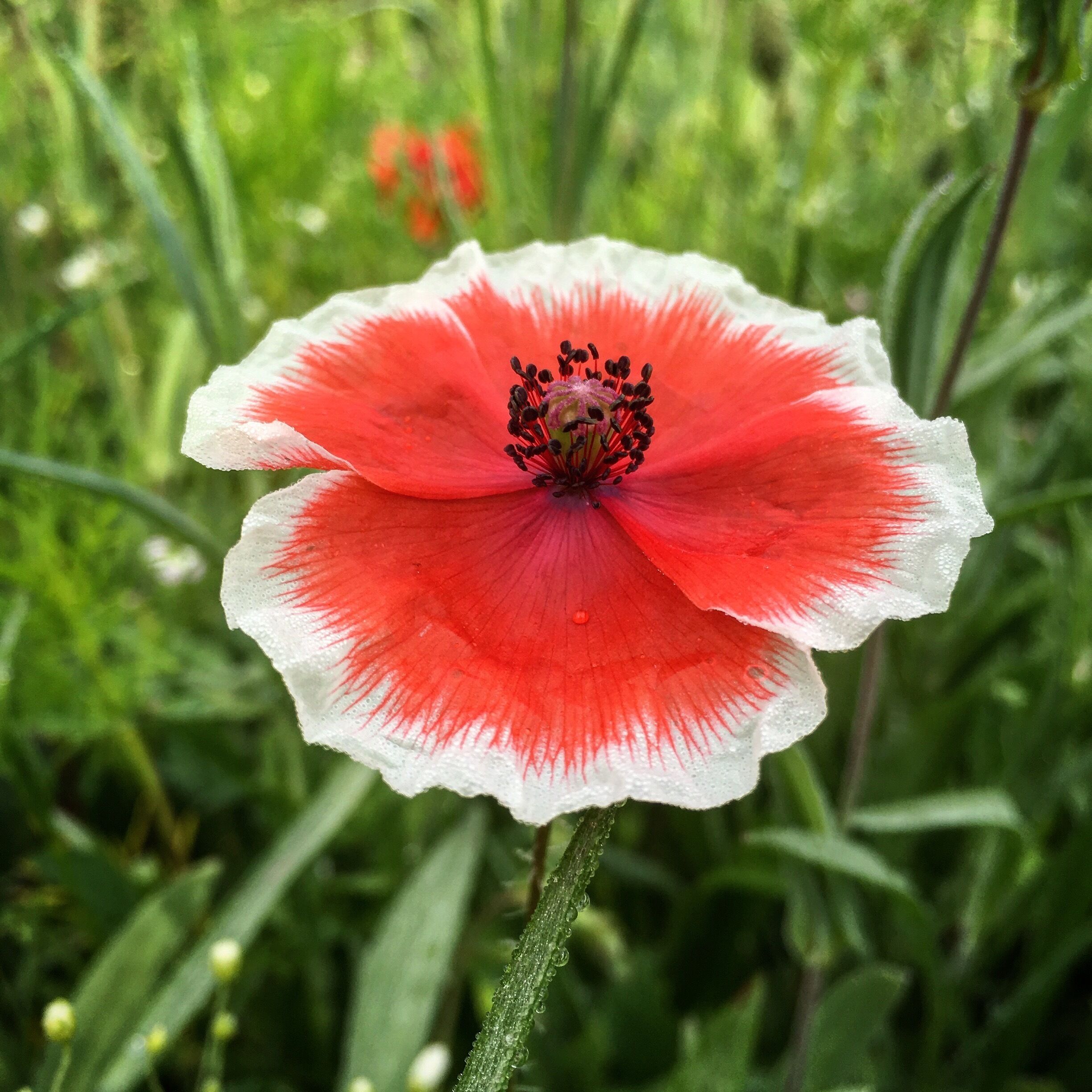 You belong among the Wildflowers.....