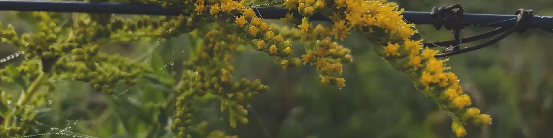 Long drives lead is to some of the most unusual Beaty.
Some see weeds. I see another one of God's Amazing creations.
West Virginia Living❤️
#GreenTravelPhotos
