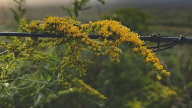 Long drives lead is to some of the most unusual Beaty.
Some see weeds. I see another one of God's Amazing creations.
West Virginia Living❤️
#GreenTravelPhotos