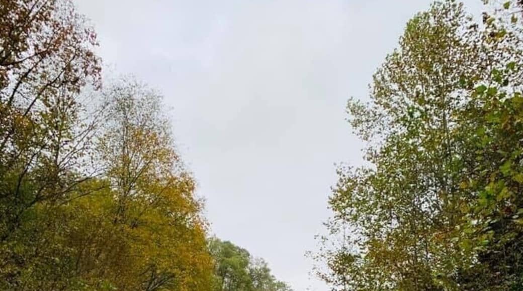 The railroad going into Trace Fork Tunnel