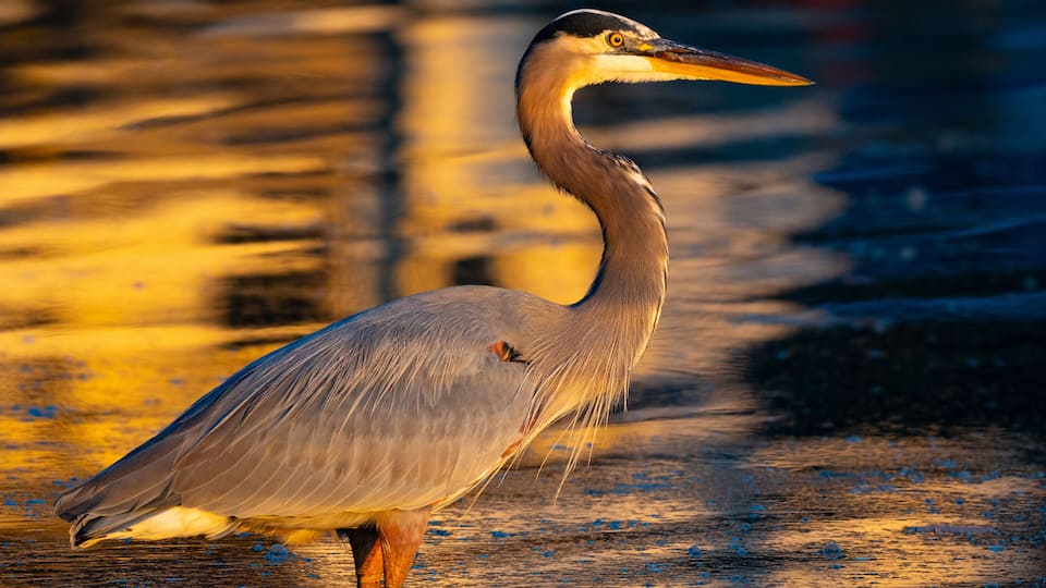 A heron standing on a wooden surface with a blurred background.
