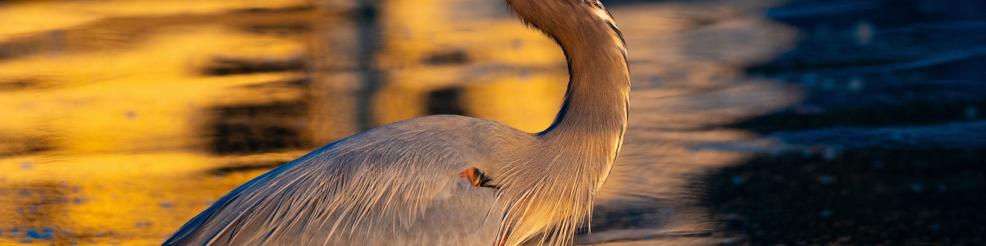 Great blue heron poised in a lake in early morning sunlight, Lake Chickamauga, Harrison Bay State Park, Tennessee