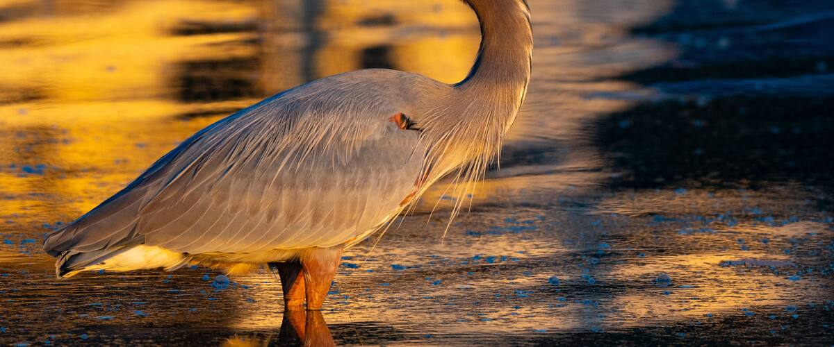 A heron standing on a wooden surface with a blurred background.
