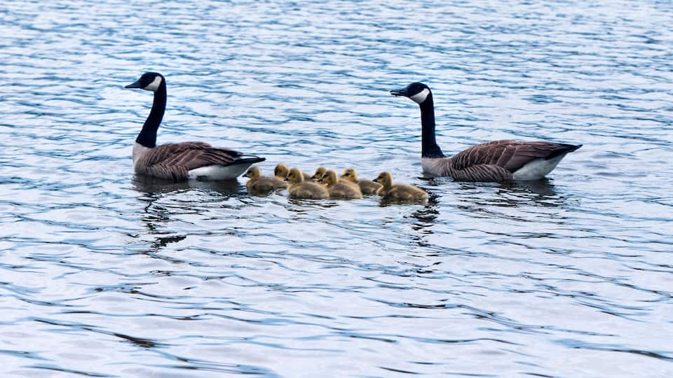 A group of geese swimming in a body of water.