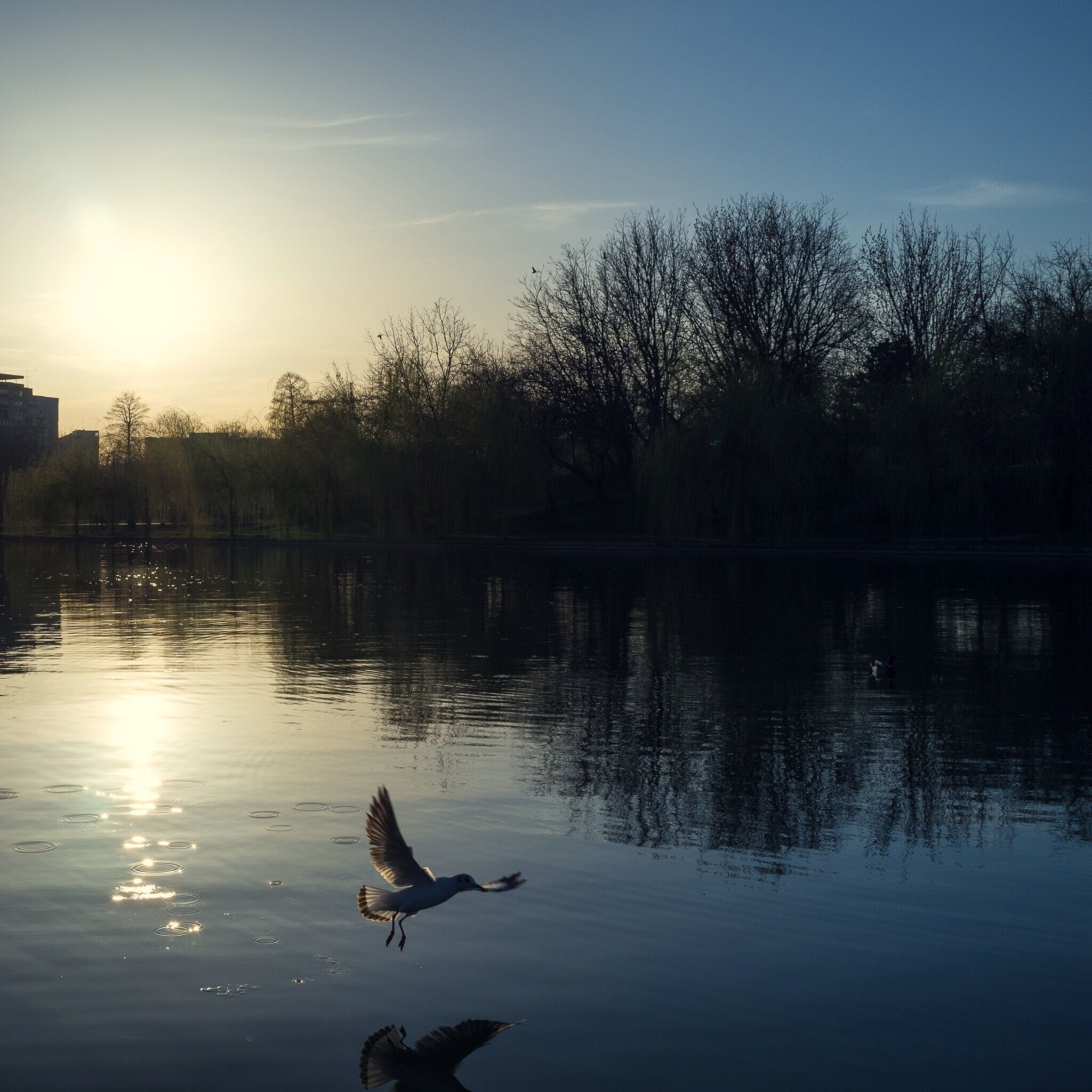 This was shot close to sunset in the IOR Park next to home. I used my trusty Finepix X100. 