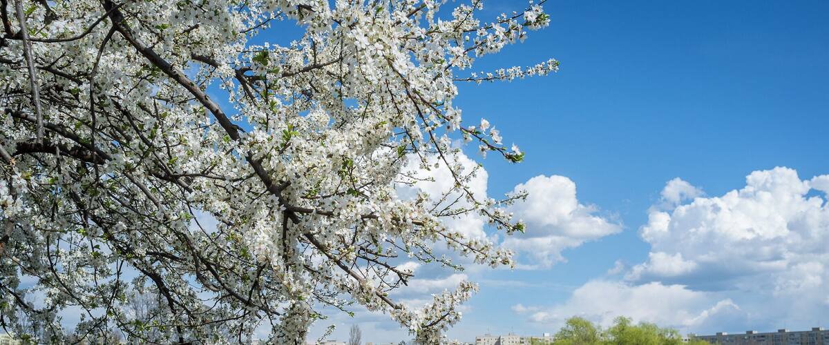 Ah, the spring! The park seems more beautiful than ever!