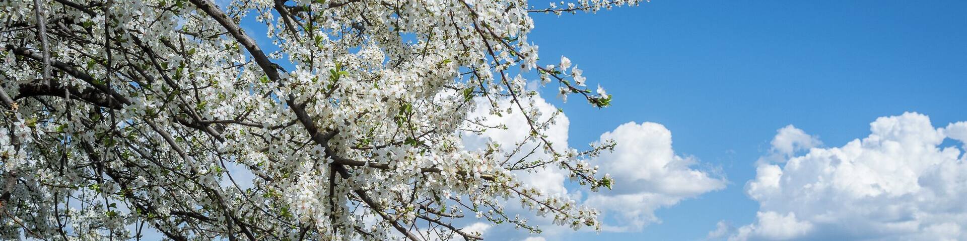 Ah, the spring! The park seems more beautiful than ever!