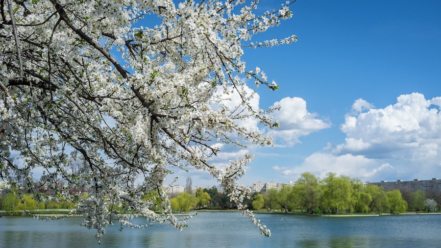 Ah, the spring! The park seems more beautiful than ever!