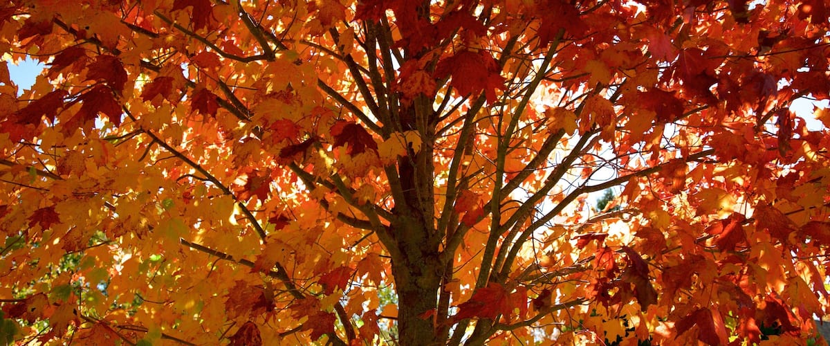 North Coast showing fall colors