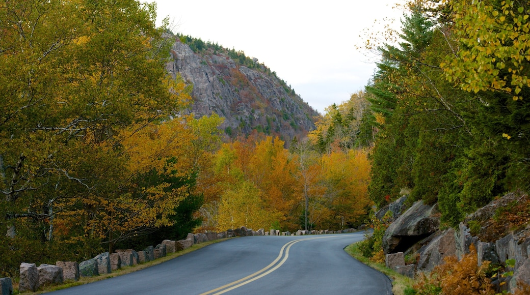 Acadia - North Coast featuring forests and fall colors