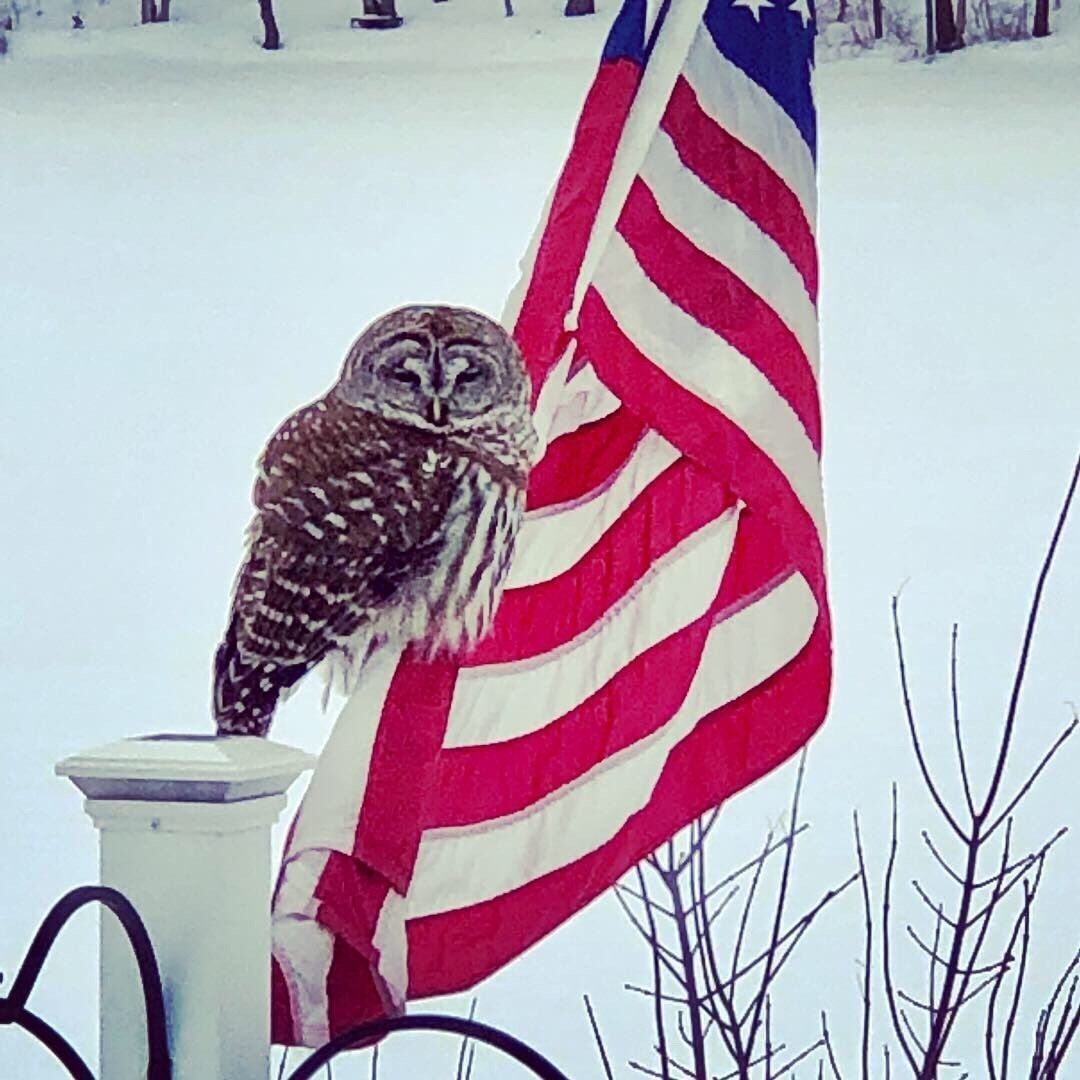 Took this picture of our visitor from my kitchen.