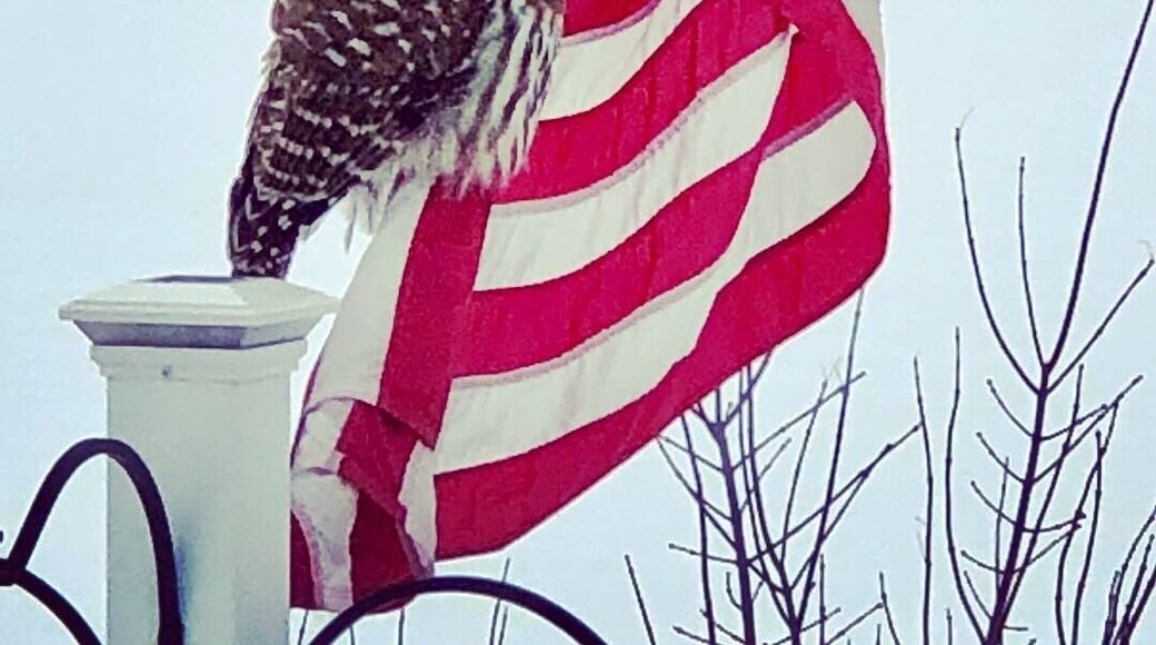 Took this picture of our visitor from my kitchen.