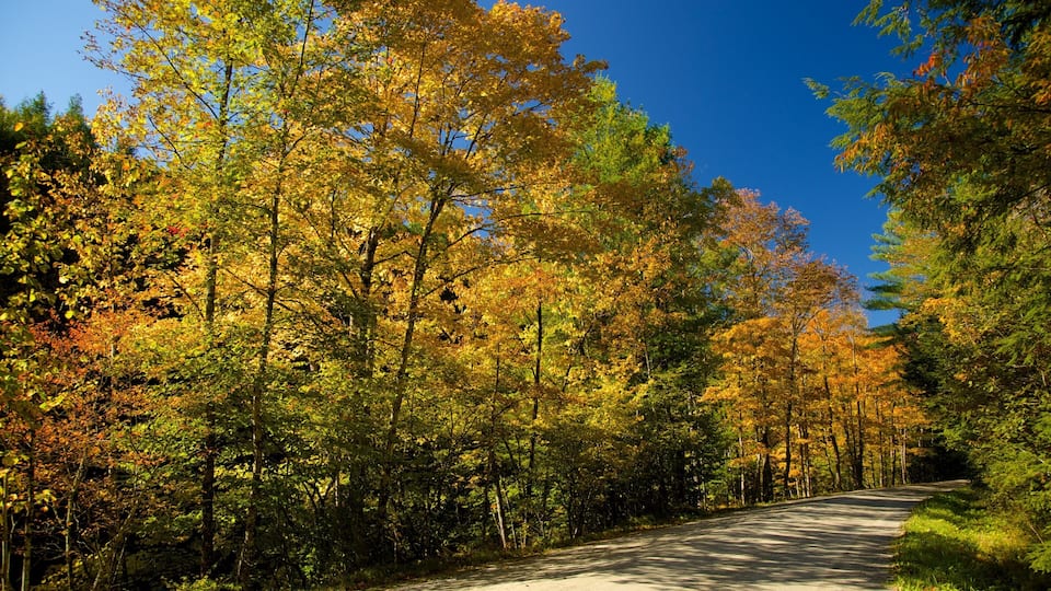 A road winding through a forest with autumn-colored trees.