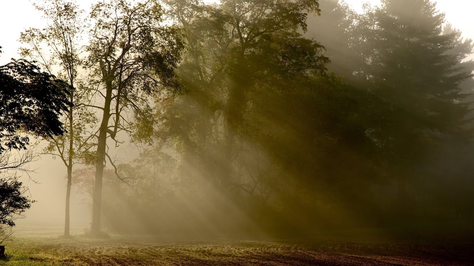 A misty forest with tall trees and a foggy atmosphere.