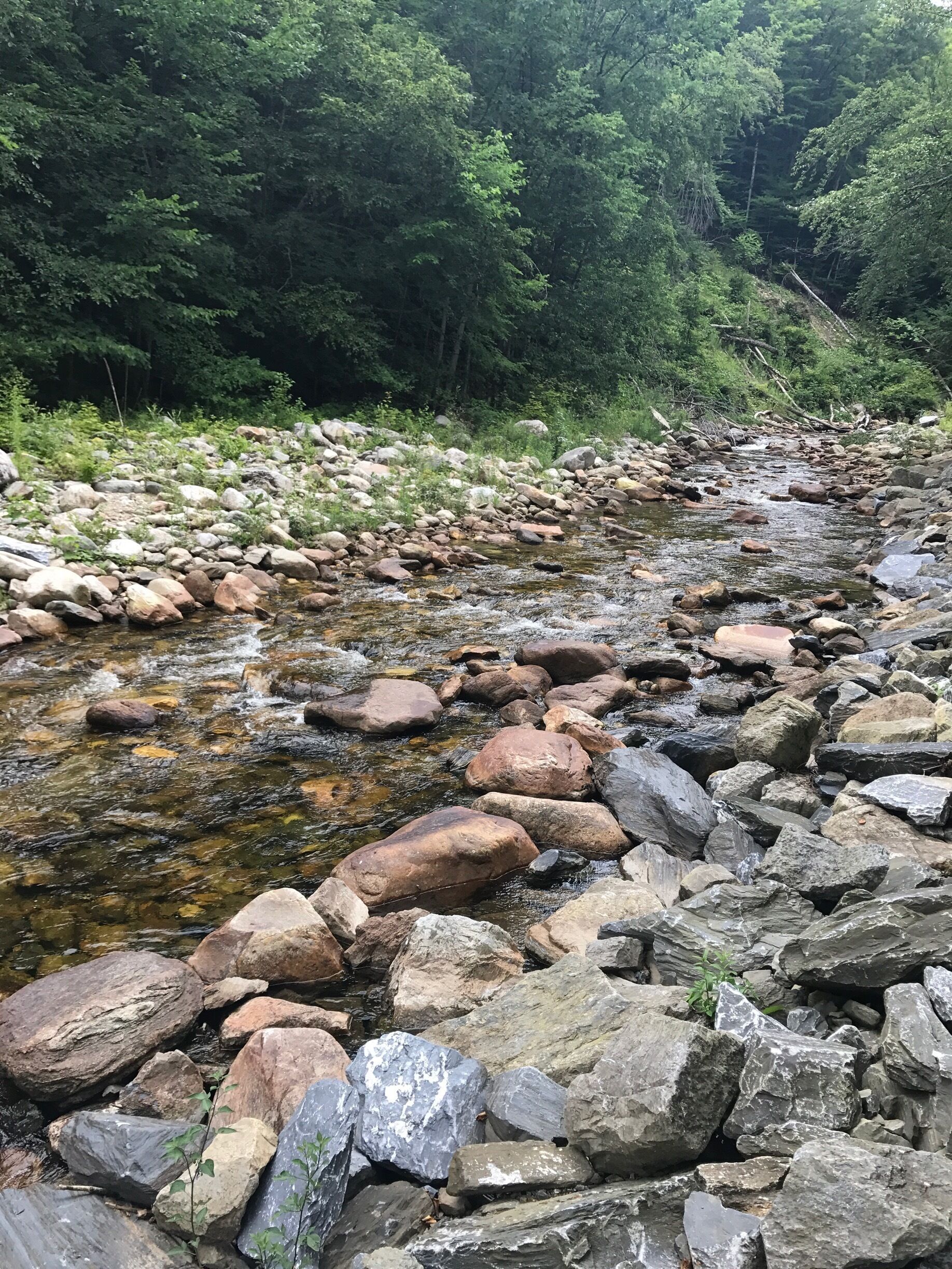 A rocky stream with clear water surrounded by dense forest.